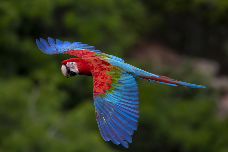 Bonito - Photo by Hudson Garcia (66)